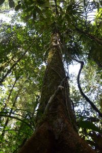 tree canopy