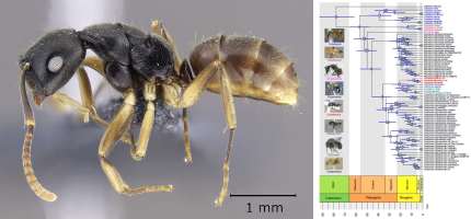 OverbeckiaCoverImage-200pxHeight