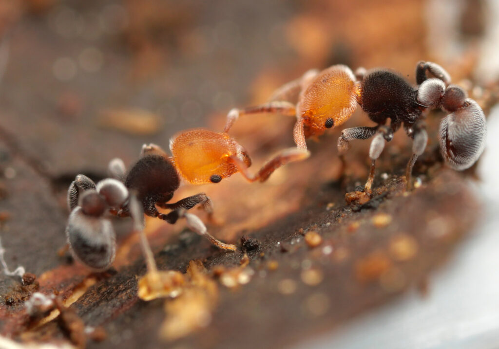 Tetramorium-fulviceps-1024x717